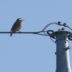 青空の下、電線に止まる小鳥