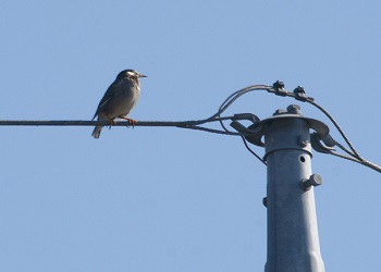 青空の下、電線に止まる小鳥