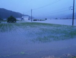 大雨で浸水した田んぼ